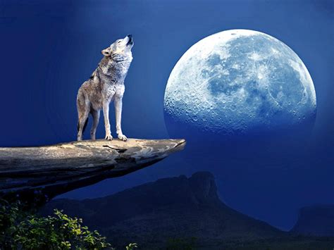 Lunar magic of the wolf